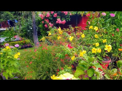 वीडियो: बगीचे के लिए बल्बनुमा फूल (40 तस्वीरें): बारहमासी के नाम। फूलों के बिस्तर में पौधों का शरद ऋतु रोपण। छोटे बल्बनुमा वसंत और अन्य प्रजातियां
