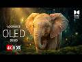 Mind Blowing 16K HDR 240 fps | Dolby Vision OLED Demo For 8K &amp; 4K TV