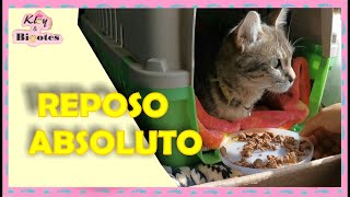 Como hacer que mi gato guarde REPOSO ABSOLUTO by Kloy & Bigotes 534 views 10 months ago 12 minutes, 13 seconds