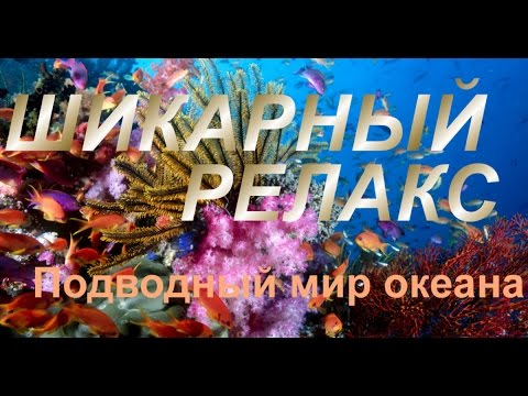 Видео: 13 успокаивающих изображений нашего подводного мира - Matador Network