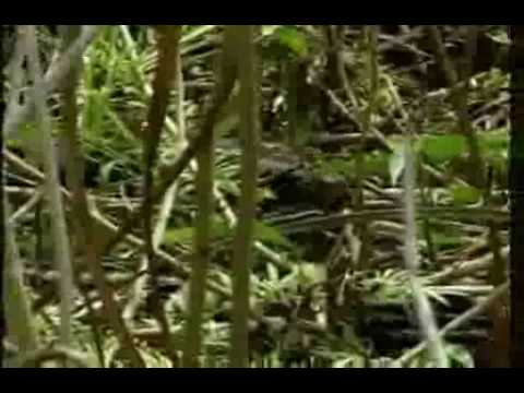 Man vs Indian Python - MUST SEE !! - YouTube