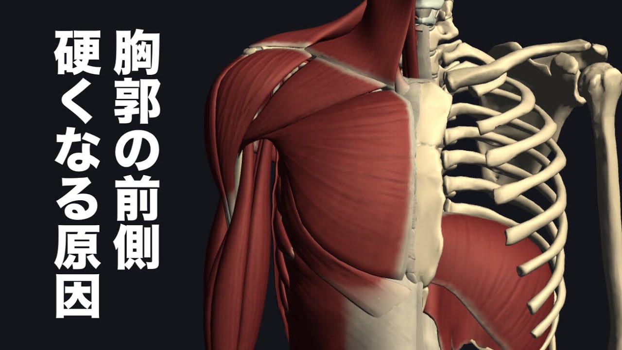 胸郭が固くなる原因の箇所を解説してみた