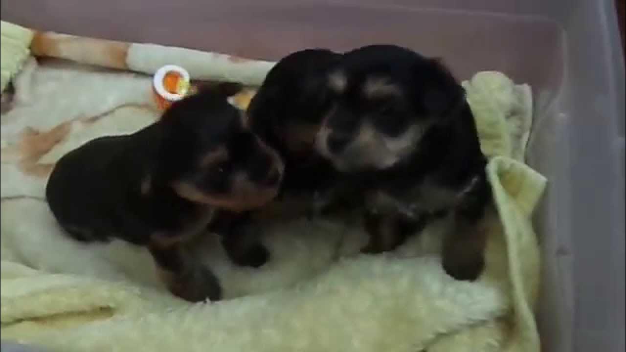 Yorkie's Puppies Barking YouTube