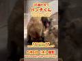 パンチくん【2026年5月6日撮影】3匹戯れ合うパンチくん #がんばれパンチ #punch #HangInTherePunch #市川市動植物園【Punch the monkey】N03