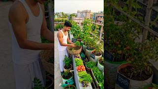 ছাদে সব্জী বাগান। #greenrooftop #garden #farming #rooftopgarden @short video@