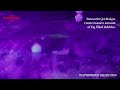 �𝐉𝐏𝐎𝐖𝐄𝐑 Newly upgraded Pro Bubble Fog Machine, WP-4S.