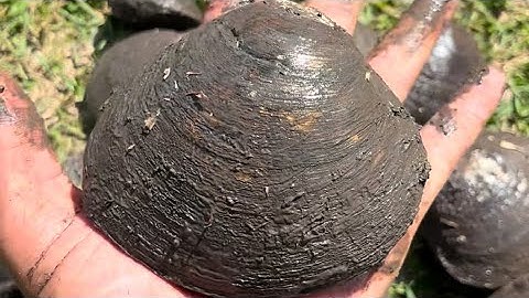 Mangrove walk collecting mud mussels 