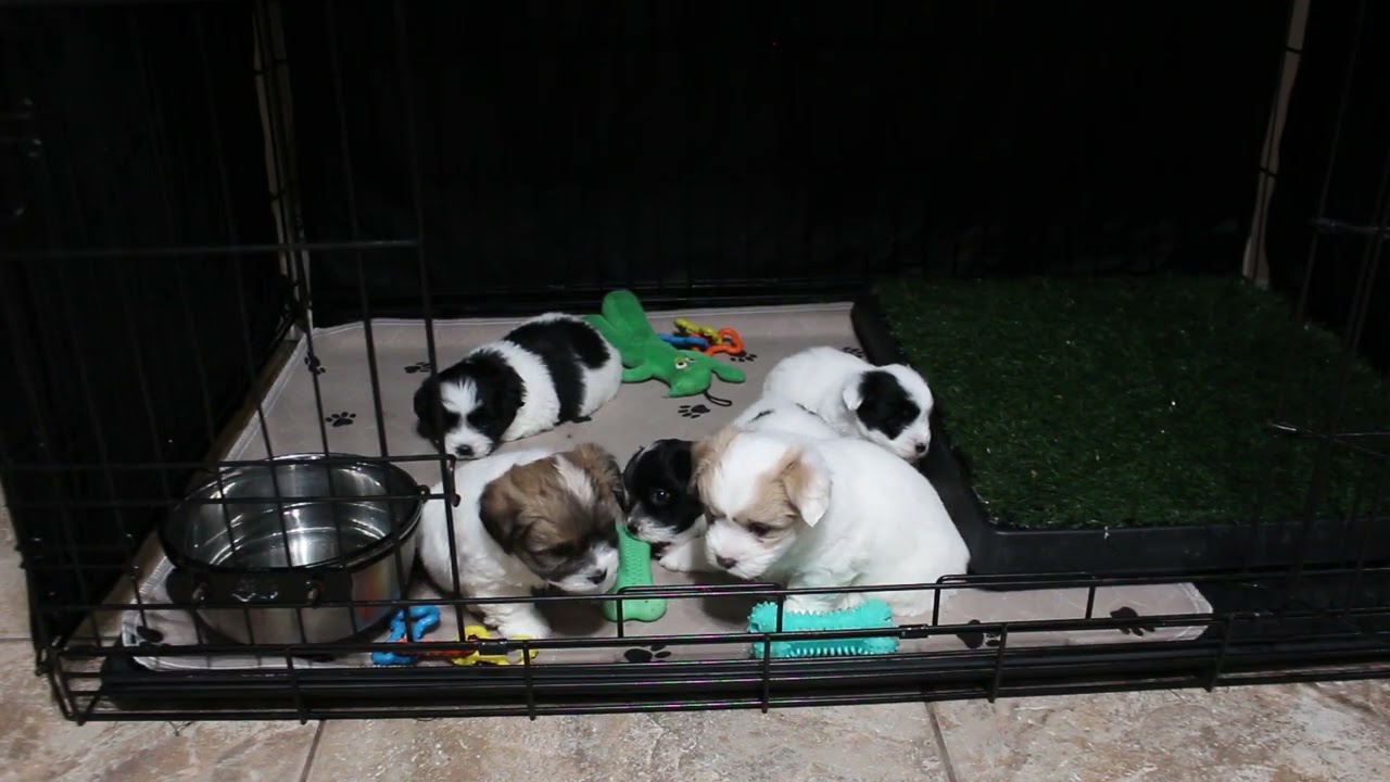 Coton de Tulear Puppies For Sale - Ember 1/8/26