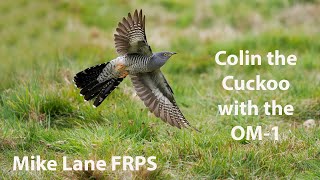 Colin the Cuckoo versus the OM Digital Solutions OM-1