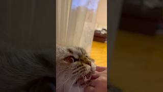  #cat #silvester #cute #kitten #funny #kitty