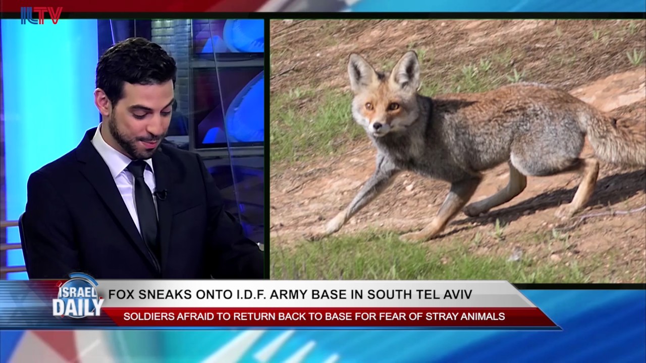 A Fox Snuck Onto an IDF Base in South Tel Aviv