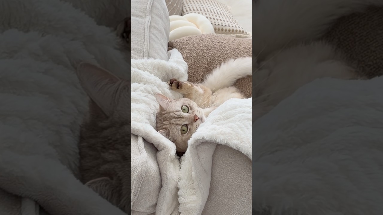 Milo’s house 🤷🏻‍♂️ #cats #catsofyoutube #funnycats