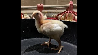 Chicken Check In: Day 8 - Record Keeping