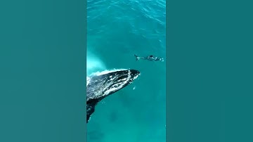 Thumbnail of #humpbackwhale #snorkel #freedive #moorea #tahiti #explore #protect #oceanlife #marinemammal
