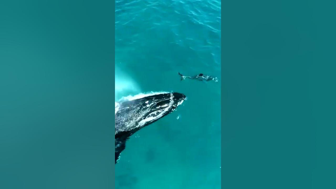 #humpbackwhale #snorkel #freedive #moorea #tahiti #explore #protect #oceanlife #marinemammal