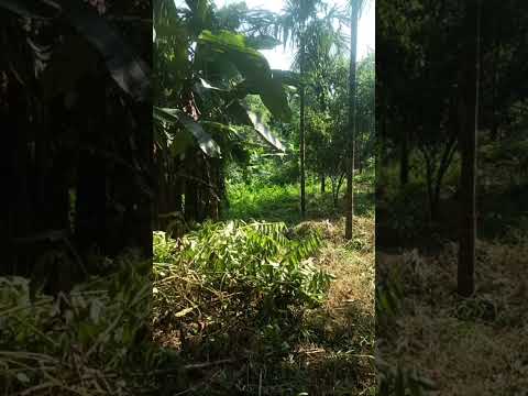 Highlight 0:49 – 5:49 from Luttup sangma vlog. is live Highlight 0:49 – 5:49 from Luttup sangma vlog. is live