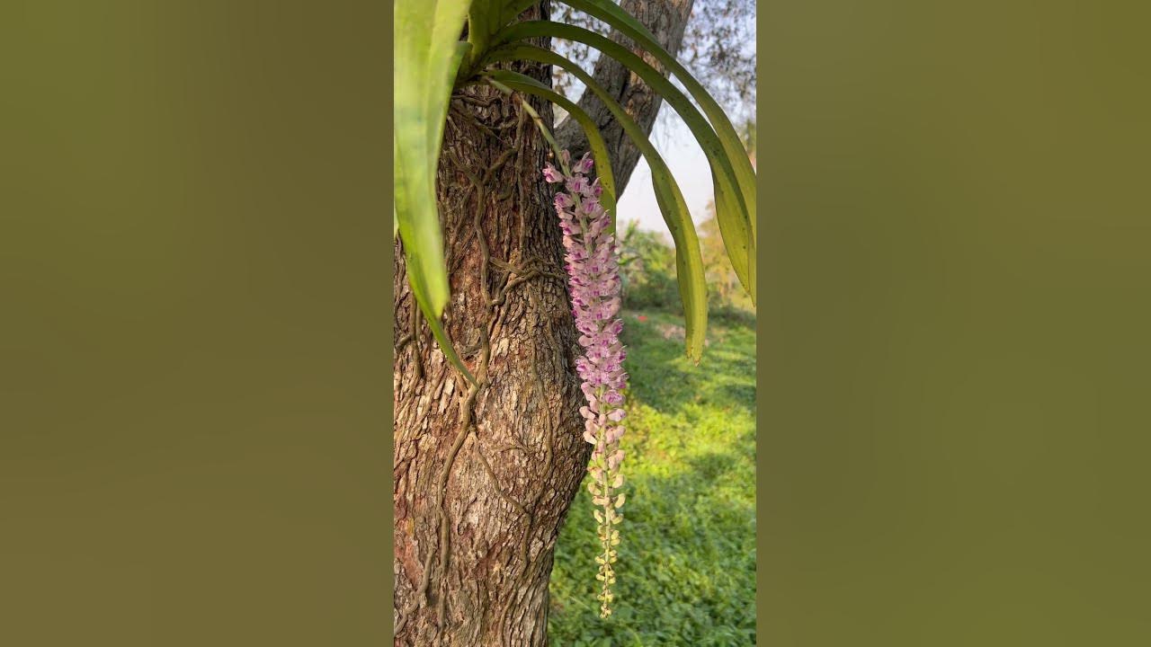 Kopou phul at bloom - YouTube