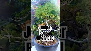 Dramatic Juniper Bonsai UPGRADE