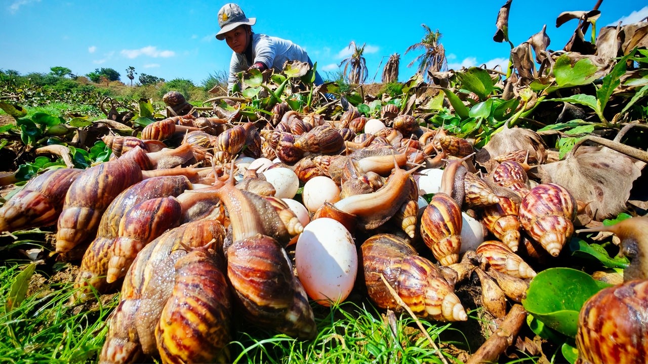 WOW Finding Thousands of giant snails & eggs in the dry river