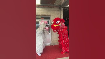 two lions #viral #cute #cos #liondance #dragondance