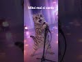 stiati ca mitoi mai si canta