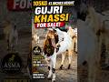 105Kg  Height Gujri Khassi For Sale #goat #gujrigoat #gujribakra #bakraeid #viralgoat #bakra #shorts