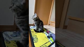 飼い主の帰りをいつまでも待ち続ける子猫 #shorts