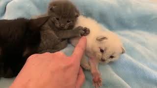 Cute Cat Funny Videos and Eating and Playing Funny Videos and Kittens Funny Videos Cats Comrade