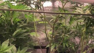 Update from the Flowering Tent