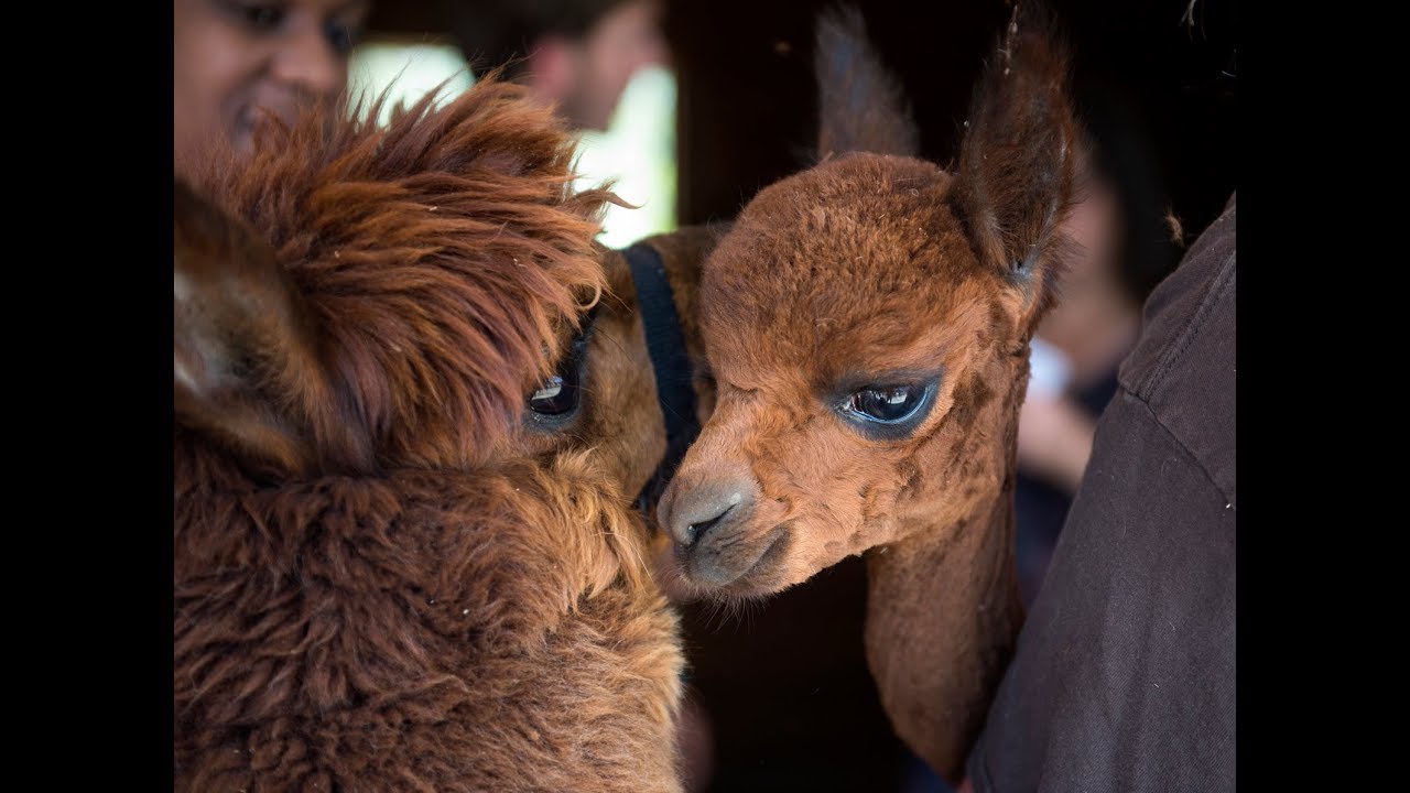 VIDEO Shearing Alpacas YouTube