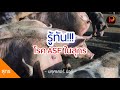 รู้ทันโรค ASF ในสุกร (African Swine Fever) ทำไมผู้เลี้ยงหมูต้องรู้ และเฝ้าระวัง - ปศุศาสตร์ นิวส์