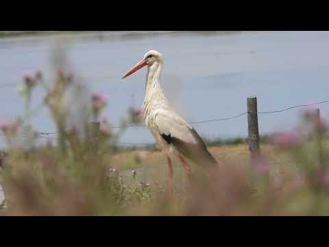 Cigüeña comiendo conejo.