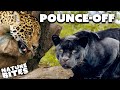 Who Will Win in the Jaguar Pounce Off?  | The Secret Life of the Zoo | Nature Bites