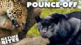 Who Will Win in the Jaguar Pounce Off?  | The Secret Life of the Zoo | Nature Bites by Nature Bites 521 views 7 hours ago 2 minutes, 39 seconds