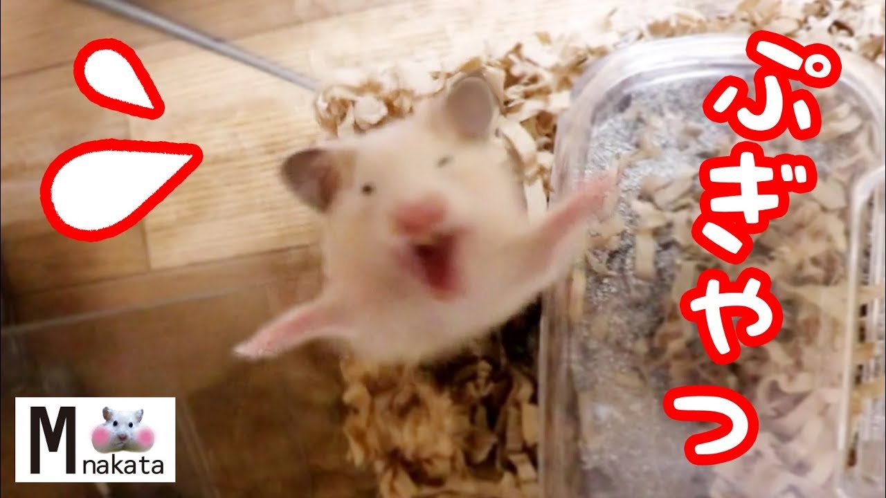 キンクマハムスターの赤ちゃん生後0日から34日までの記録 Hamster Baby햄스터 가 아기를 낳았다可愛い癒し Youtube