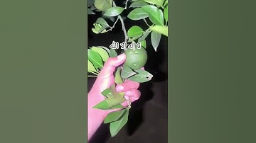 #quran #اكسبلور #المصحف #لايك #الرحمن #تلاوات #حالات_واتس #تيك_توك