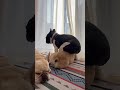 失礼極まりない兄犬#shorts#shortsvideo #フレンチブルドッグ#フレブル#フレブル6兄弟#多頭飼い