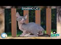 Bambino cat 🐱🦁🐯 EVERYTHING CATS 🐯🦁🐱 の動画、YouTube動画。