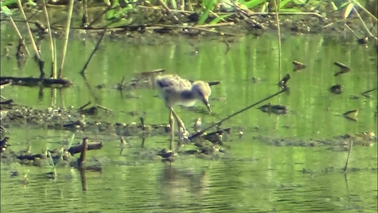 Baby Black-winged Stilt_learning finding food in the wetland.