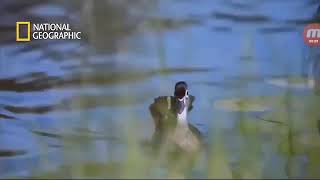 Telur bebek netas di alam liar