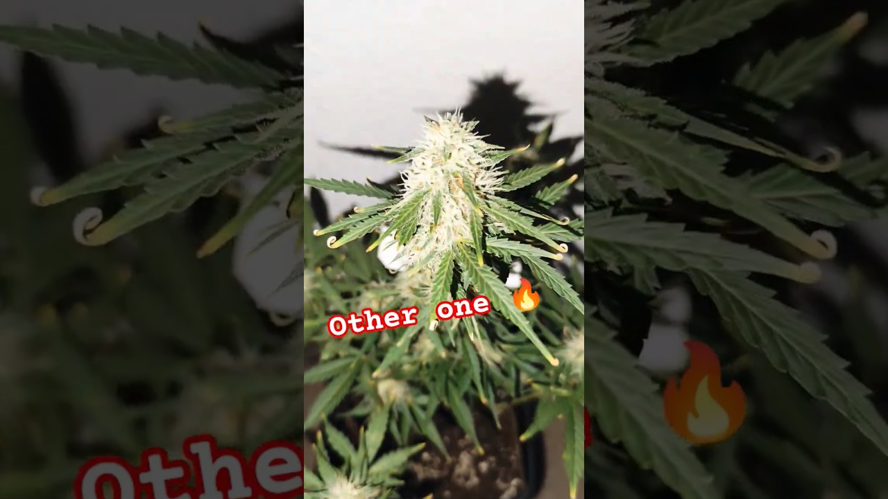 Cookies Growupdate 📅 Flowers looking fresh 🔥 