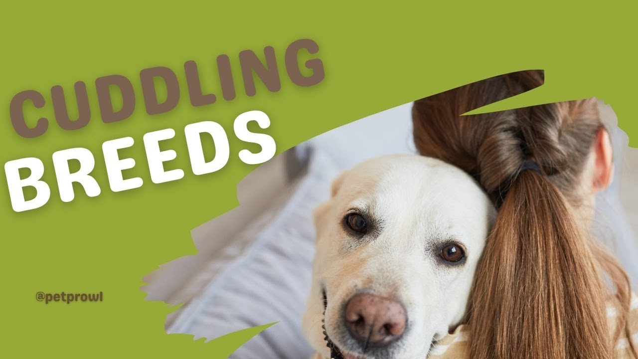Top 10 Dogs That Love to Cuddle