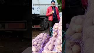 🛒 ХАРЬКОВ ~ ПО ЧЕМ КАРТОШКА НА ОПТЕ? КОННЫЙ РЫНОК ~ KHARKIV HOW MUCH ARE WHOLESALE POTATOES? MARKET