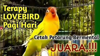 TERAPY LOVEBIRD PAGI HARI, Dengarkan Suaranya, Cetak LB mu Jadi Petarung HANDAL dan Bermental JUARA💪