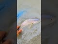 catching big catfish in river #cast #fishing #fishingnets