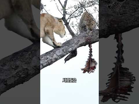 먹이 놓친 <strong>표범</strong>, 계획이 있었습니다 ㄷㄷ