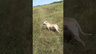 Lara, American Staffordshire Terrier... Instagram Imperiumbullkennel