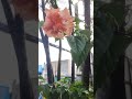 the bulaklak...haha #bulaklak #flower #wow #fypシ゚viral #fypshorts #shorts #shortsviral