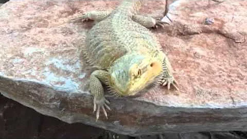 My hypo beardies