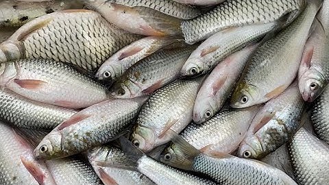 Mùa Nước Nổi Về Bầy Cá Linh Siêu To Khổng Lồ Cũng Về Theo | Cù Lao Dung Vlogs #264